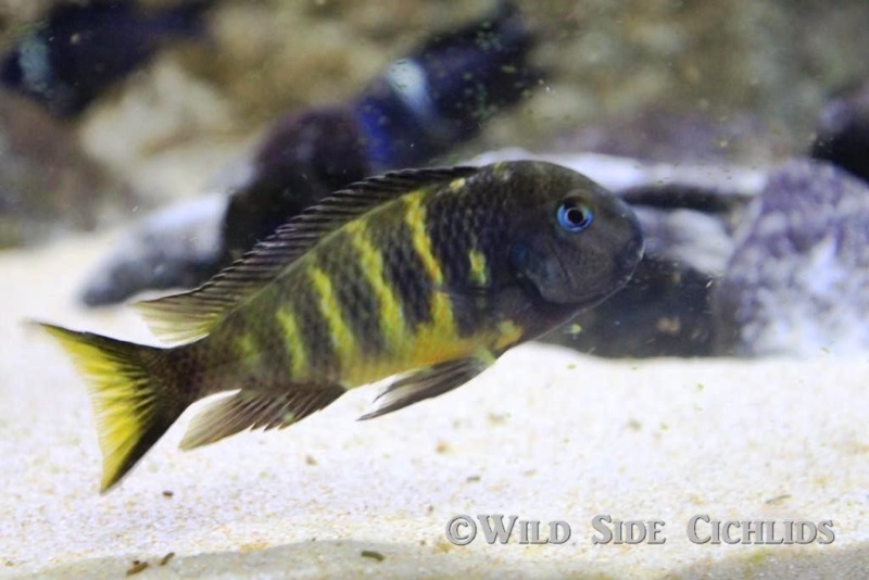 Tropheus 'Ubwari Green'